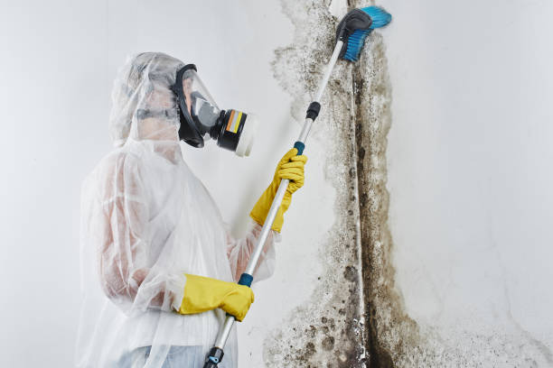 Attic Mold Removal in Palm River Clair Mel, FL